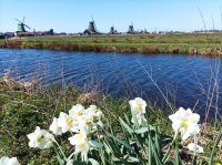 Zaanse Schans &ndash; &copy; Gisela Gerlach (Eberhardt TRAVEL)