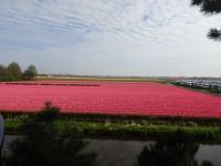 ... Tulpenfelder außerhalb des Keukenhofes... &ndash; &copy; Hartwig Köllner (Eberhardt TRAVEL)