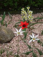 ... so könnte der Urtyp der Tulpe ausgesehen haben... &ndash; &copy; Hartwig Köllner (Eberhardt TRAVEL)