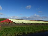 Tulpenfelder soweit das Auge reicht &ndash; &copy; Hartwig Köllner (Eberhardt TRAVEL)