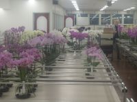 Royal Flora Holland - Qualitätsprüfung muss sein &ndash; &copy; Hartwig Köllner (Eberhardt TRAVEL)