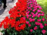 Keukenhof &ndash; &copy; Harald Kühne (Eberhardt TRAVEL)