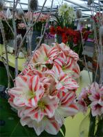 AMARYLLIS HIPPEASTRUM &ndash; &copy; Eva-Maria Strauß-Eberhardt (Eberhardt TRAVEL)