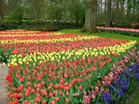Im Keukenhof &ndash; &copy; Steffen Mucke (Eberhardt TRAVEL)