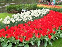 Im Keukenhof &ndash; &copy; Steffen Mucke (Eberhardt TRAVEL)