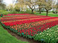 Im Keukenhof &ndash; &copy; Steffen Mucke (Eberhardt TRAVEL)