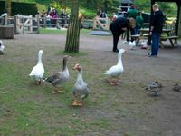 Im Keukenhof &ndash; &copy; Steffen Mucke (Eberhardt TRAVEL)