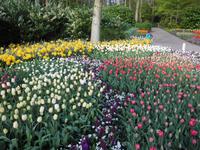 Blumenpracht im Keukenhof