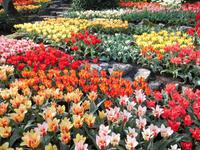 Den Keukenhof besucht man wegen seiner Blumenpracht &ndash; &copy; Michael Krause (Eberhardt TRAVEL)