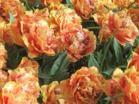 Keukenhof