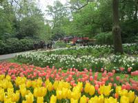 Keukenhof &ndash; &copy; Gisela Gerlach (Eberhardt TRAVEL)