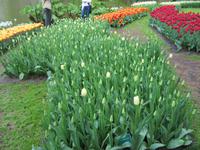 Keukenhof &ndash; &copy; Gisela Gerlach (Eberhardt TRAVEL)