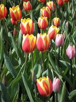 Keukenhof
