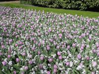 Keukenhof