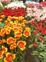Keukenhof