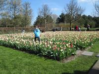 Keukenhof &ndash; &copy; Gisela Gerlach (Eberhardt TRAVEL)