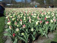 Keukenhof &ndash; &copy; Gisela Gerlach (Eberhardt TRAVEL)