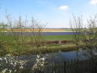 Keukenhof &ndash; &copy; Gisela Gerlach (Eberhardt TRAVEL)
