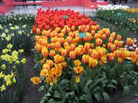 Keukenhof &ndash; &copy; Gisela Gerlach (Eberhardt TRAVEL)