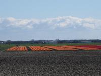 Tulpenfelder &ndash; &copy; Gisela Gerlach (Eberhardt TRAVEL)