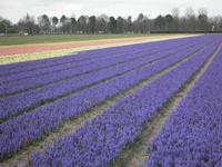 Keukenhof &ndash; &copy; Constanze Hölig (Eberhardt TRAVEL)