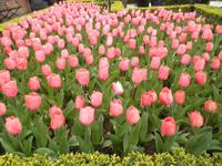 Keukenhof &ndash; &copy; Constanze Hölig (Eberhardt TRAVEL)