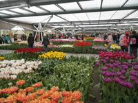 Keukenhof &ndash; &copy; Constanze Hölig (Eberhardt TRAVEL)