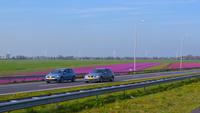 043 Hollands Blumenfelder &ndash; &copy; Konrad Füssel (Eberhardt TRAVEL)
