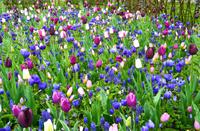 139 Holland, Impressionen im Keukenhof &ndash; &copy; Konrad Füssel (Eberhardt TRAVEL)