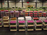 Flora Holland &ndash; &copy; Norbert Binder (Eberhardt TRAVEL)
