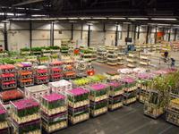 Flora Holland &ndash; &copy; Norbert Binder (Eberhardt TRAVEL)