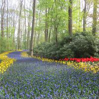 Im Keukenhof &ndash; &copy; Gisela Gerlach (Eberhardt TRAVEL)