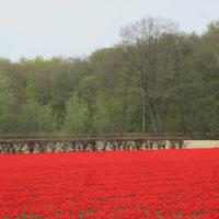 Im Keukenhof &ndash; &copy; Gisela Gerlach (Eberhardt TRAVEL)