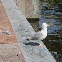 Amsterdam &ndash; &copy; Gisela Gerlach (Eberhardt TRAVEL)