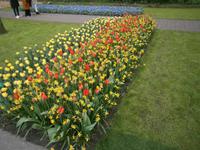 Tulpen und Narzissen