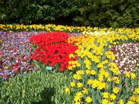 Im Keukenhof &ndash; &copy; Steffen Mucke (Eberhardt TRAVEL)
