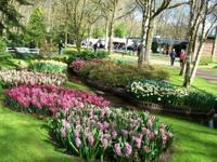 Im Keukenhof &ndash; &copy; Steffen Mucke (Eberhardt TRAVEL)