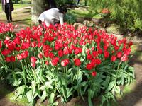Im Keukenhof &ndash; &copy; Steffen Mucke (Eberhardt TRAVEL)