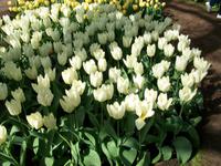 Im Keukenhof &ndash; &copy; Steffen Mucke (Eberhardt TRAVEL)