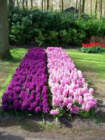 Im Keukenhof &ndash; &copy; Steffen Mucke (Eberhardt TRAVEL)