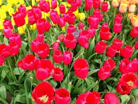 Im Keukenhof &ndash; &copy; Steffen Mucke (Eberhardt TRAVEL)
