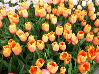 Im Keukenhof &ndash; &copy; Steffen Mucke (Eberhardt TRAVEL)