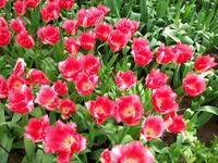 Im Keukenhof &ndash; &copy; Steffen Mucke (Eberhardt TRAVEL)