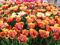 Im Keukenhof &ndash; &copy; Steffen Mucke (Eberhardt TRAVEL)