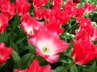 Im Keukenhof &ndash; &copy; Steffen Mucke (Eberhardt TRAVEL)