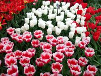 Im Keukenhof &ndash; &copy; Steffen Mucke (Eberhardt TRAVEL)