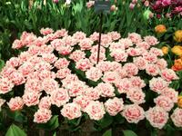 Im Keukenhof &ndash; &copy; Steffen Mucke (Eberhardt TRAVEL)