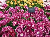 Im Keukenhof &ndash; &copy; Steffen Mucke (Eberhardt TRAVEL)