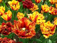 Im Keukenhof &ndash; &copy; Steffen Mucke (Eberhardt TRAVEL)