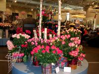 Im Keukenhof &ndash; &copy; Steffen Mucke (Eberhardt TRAVEL)